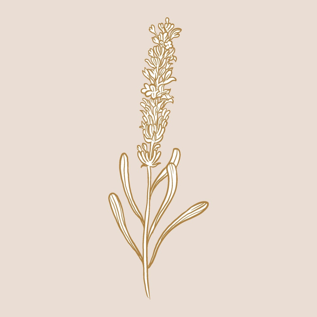 Lavender flower collage element, brown | Free PSD Illustration - rawpixel