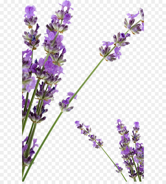Lavender Petal Huocheng County Soap - Lavender flowers