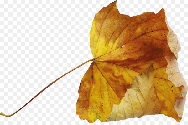 Leaf Autumn Deciduous - Autumn leaves