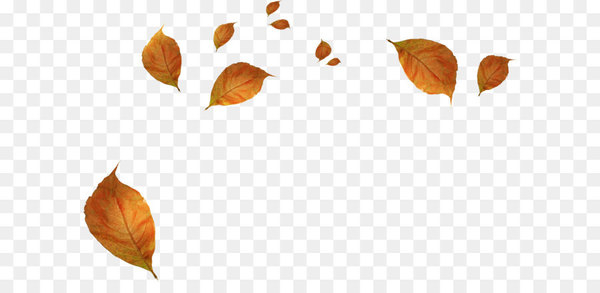 Leaf Autumn - Withered autumn leaves