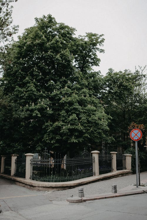 Lush trees in park behind fence · Free Stock Photo