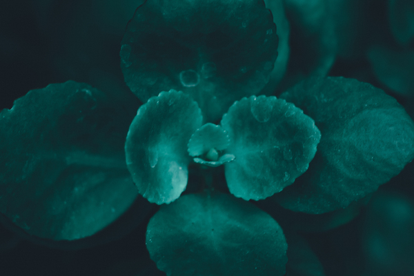 Macro Photo of Leaves