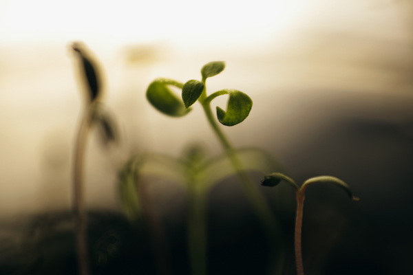 Macro Photography of Leaves