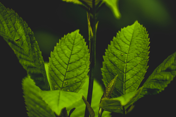 Macro Photography of Leaves