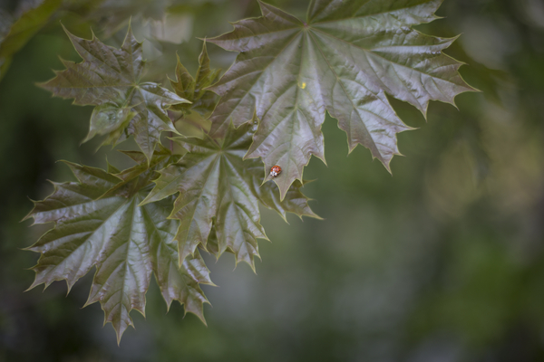 Macro Photography of Tree Leaves