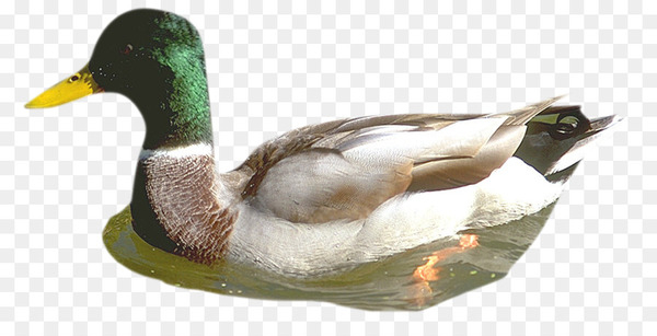 Mallard Duck Beak Fauna - duck