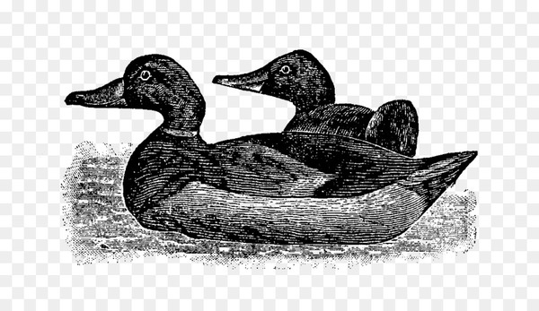 Mallard Goose Duck Fauna Beak - goose