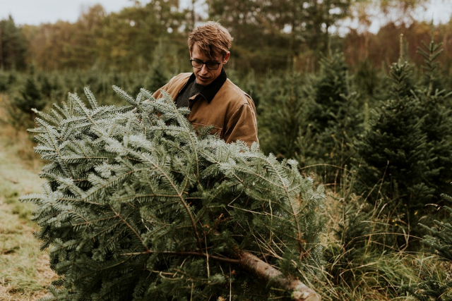 Man hauling a Christmas tree | Free Photo - rawpixel