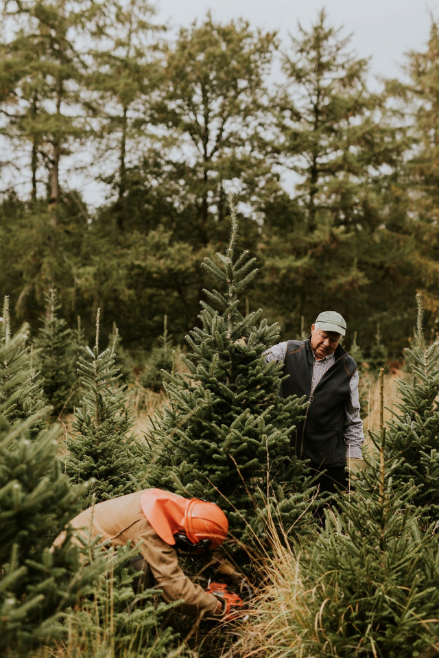 Man sawing a Christmas tree | Free Photo - rawpixel