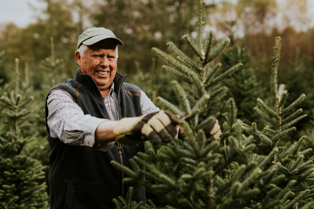 Man trimming a Christmas tree | Free Photo - rawpixel