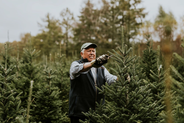 Man trimming a Christmas tree | Free Photo - rawpixel