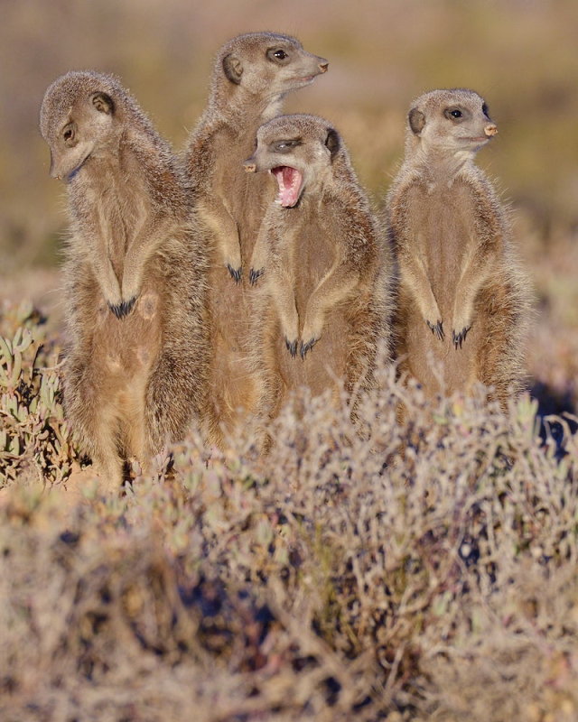 Meerkat standing, desert animal. Free | Free Photo - rawpixel