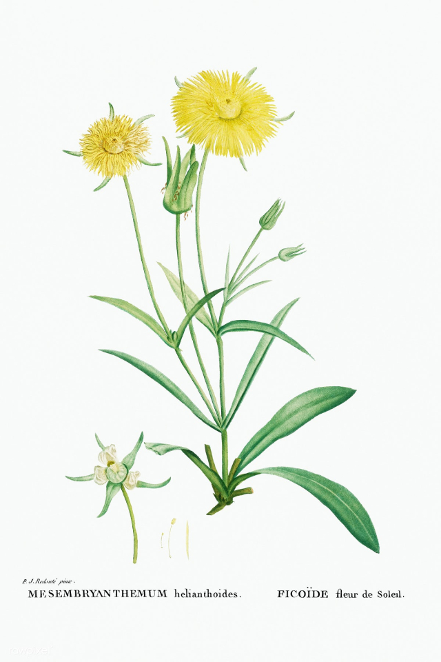 Mesembryanthemum Helianthoides (Spatula–leaved Fig Marigold) fro.. | Free public domain illustration - 2348782