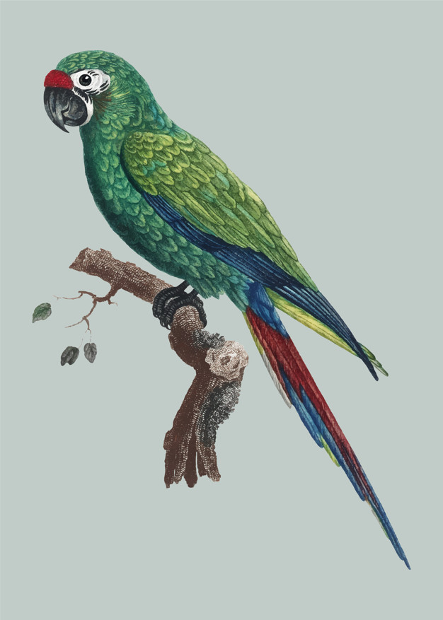 Military macaw