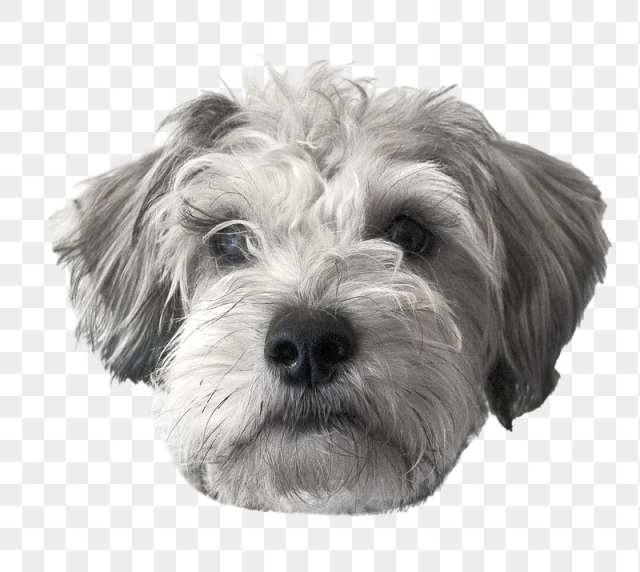 Miniature Schnauzer puppy png sticker, | Free PNG - rawpixel