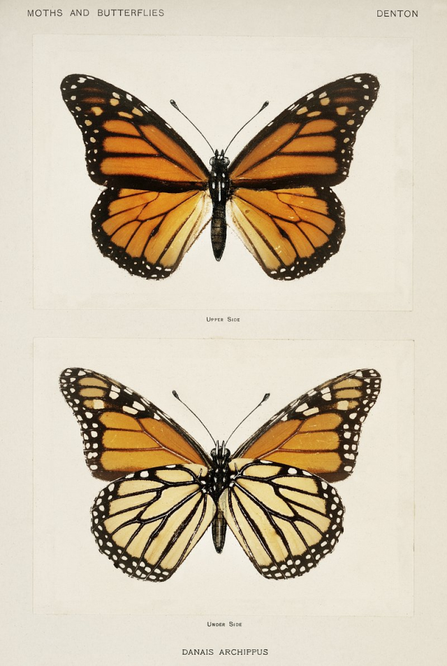 Monarch Butterfly (Danais Archippus). | Free Photo Illustration - rawpixel