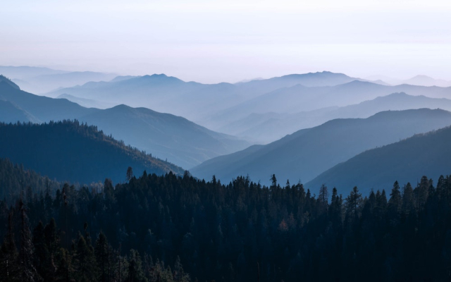 Mountain View of Pine Trees