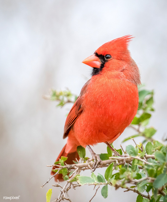Northern Cardinal bird in Texas, United State.. | Free stock photo - 426996