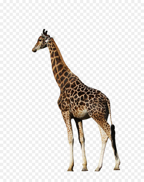 Northern giraffe Animal Clip art - animal