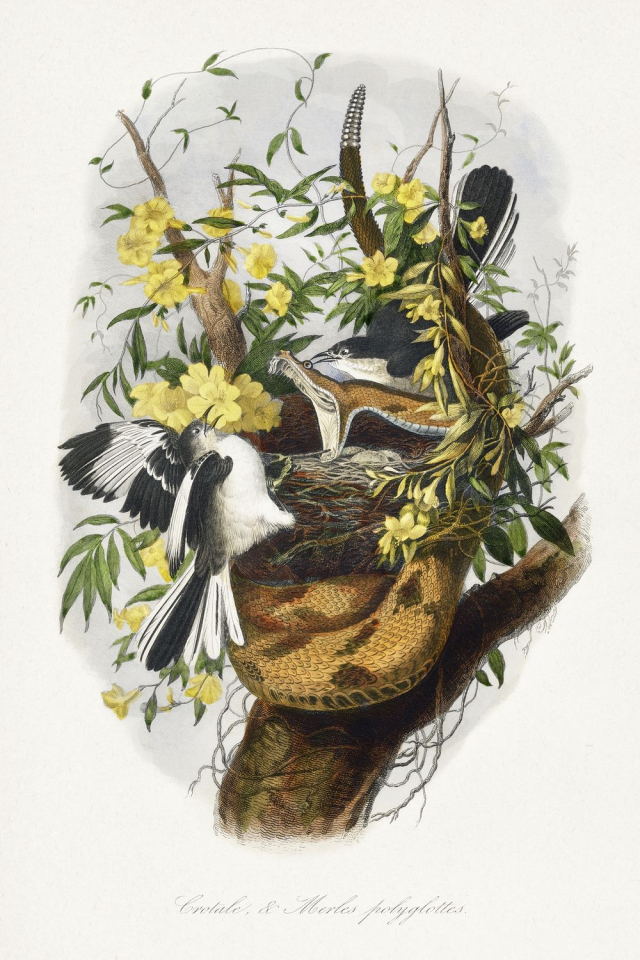 Northern mockingbird painting by Paul | Free Photo Illustration - rawpixel