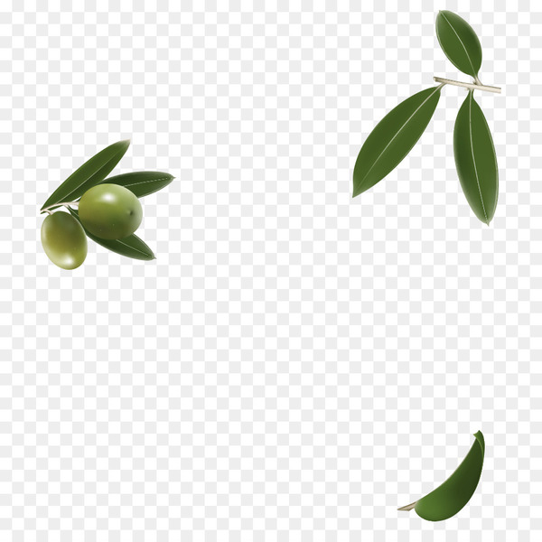 Olive Leaf Plant stem Herbalism Oil - olive