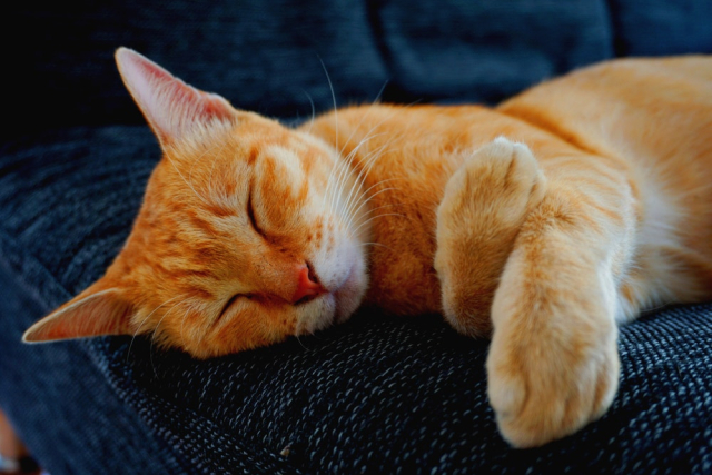Orange Tabby Cat