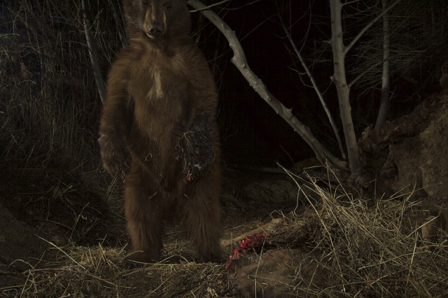 P-35 and the Bears. You | Free Photo - rawpixel