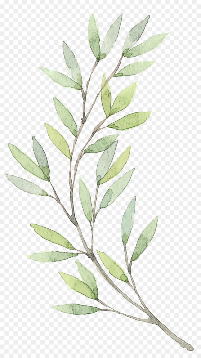 Painting, Watercolor Painting, Photography, Plant, Leaf PNG