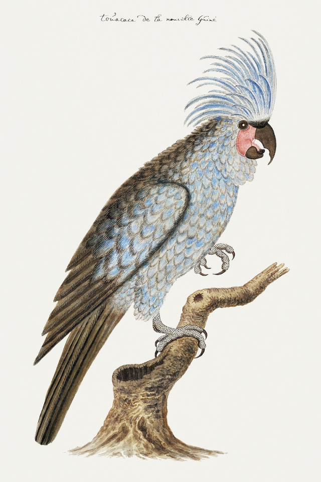 Palm cockatoo (ca.1780) painting in high | Free Photo Illustration - rawpixel