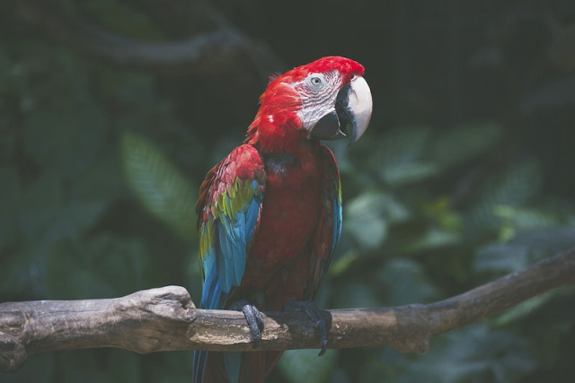 Parrot. Original public domain image | Free Photo - rawpixel