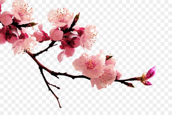 Peach blossom Flower - Plum flower