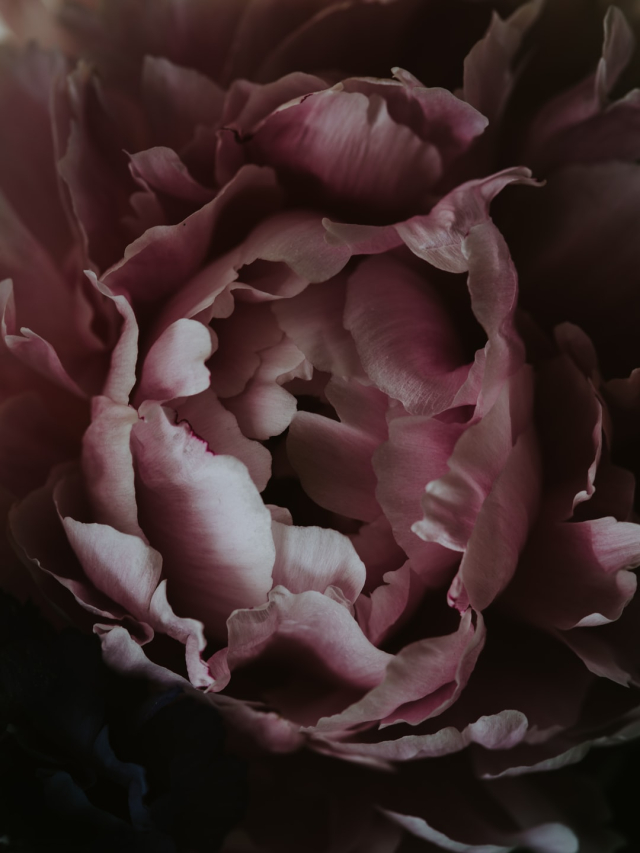 Peony close up