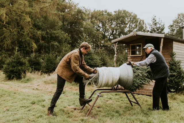 People wrapping a Christmas tree | Free Photo - rawpixel