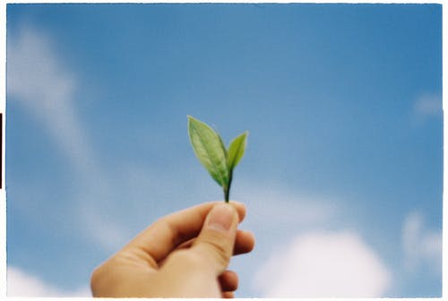 Person Holding Green Leaf · Free Stock Photo