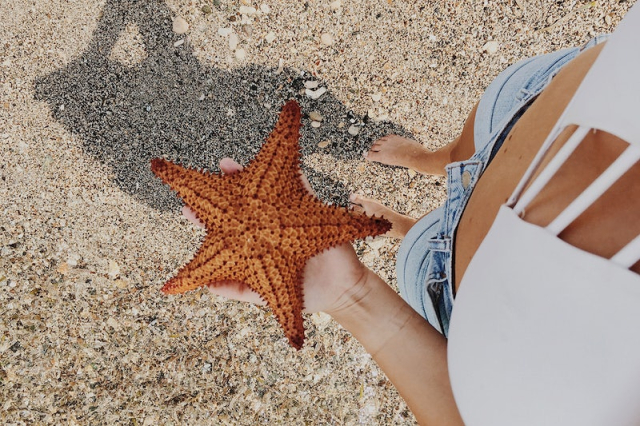 Person holding starfish, free public | Free Photo - rawpixel