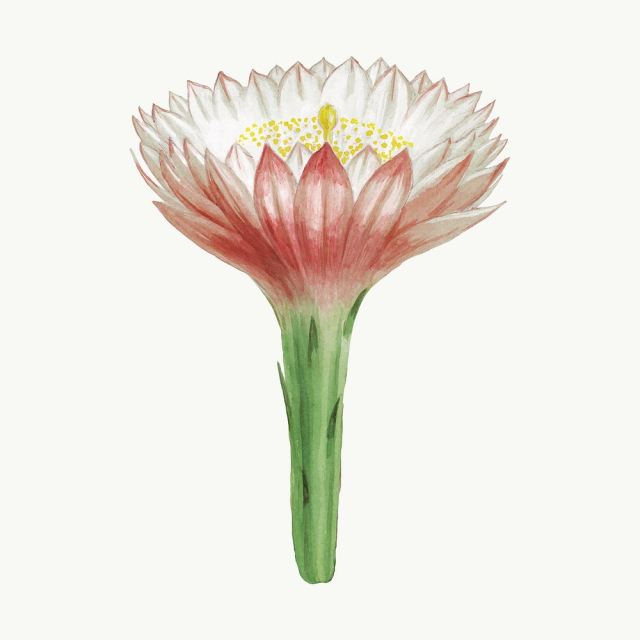Peruvian apple cactus flower illustration, | Free Vector Illustration - rawpixel