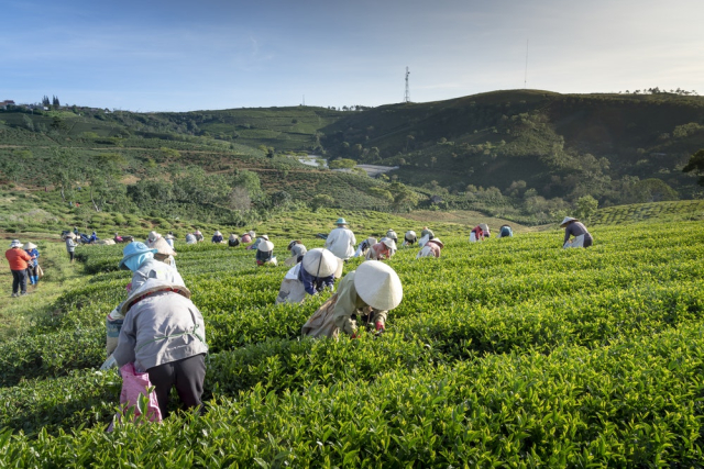 Photo Farmers During Daytime