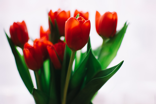Photo of Orange Tulips