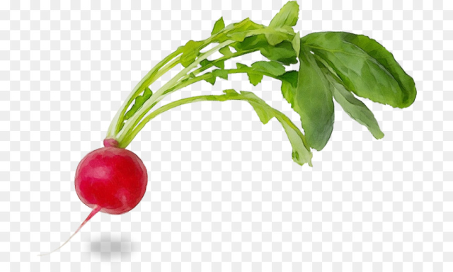 plant flower radish food natural foods