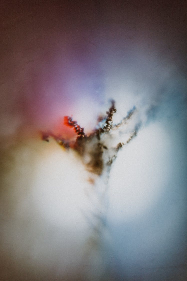 Plant on Fire