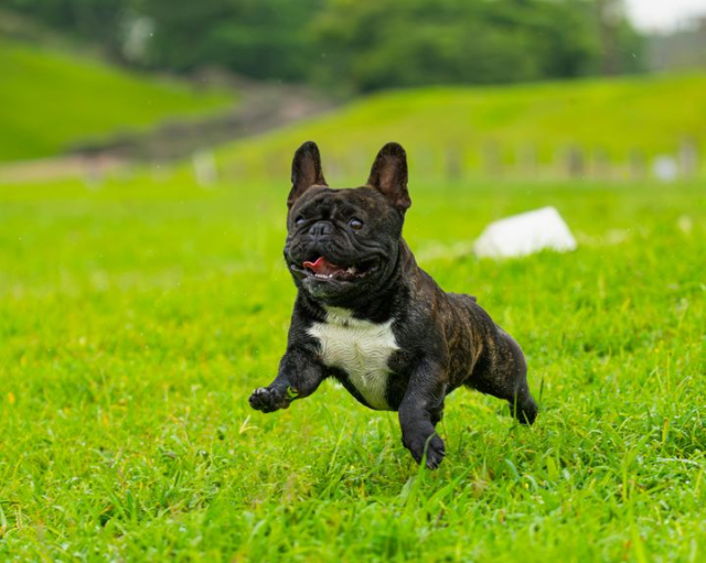 Playful French Bulldog Running in Green Field
