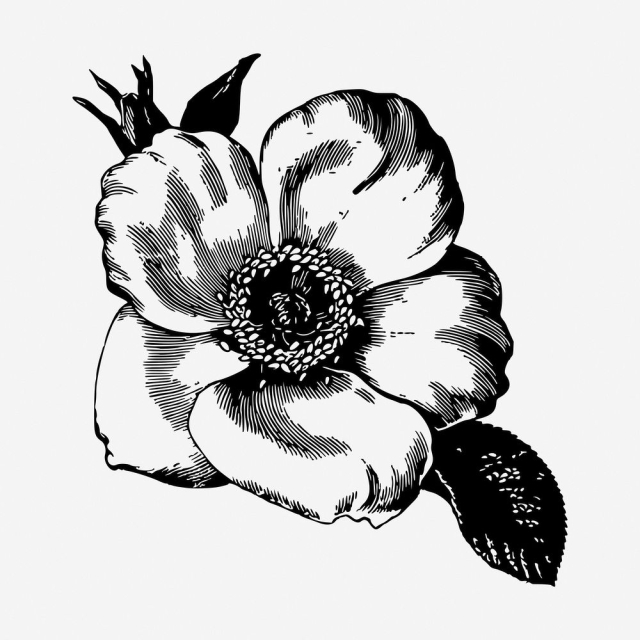 Poppy flower drawing, vintage botanical | Free Photo - rawpixel