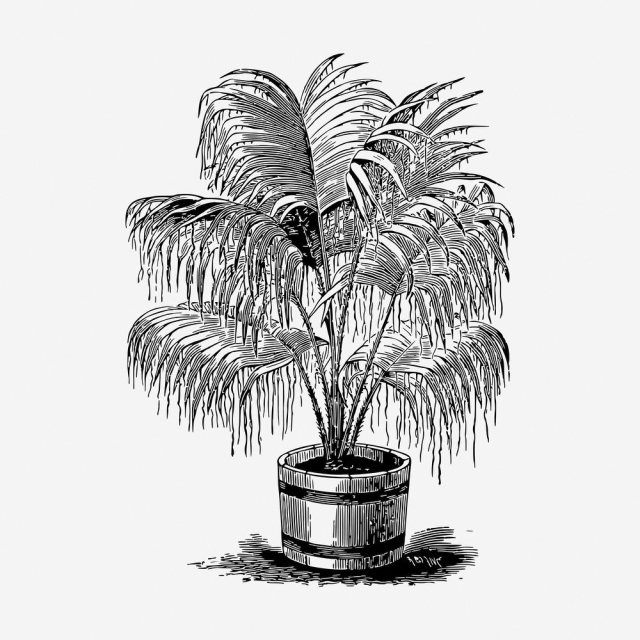 Potted palm tree drawing, vintage | Free Photo - rawpixel