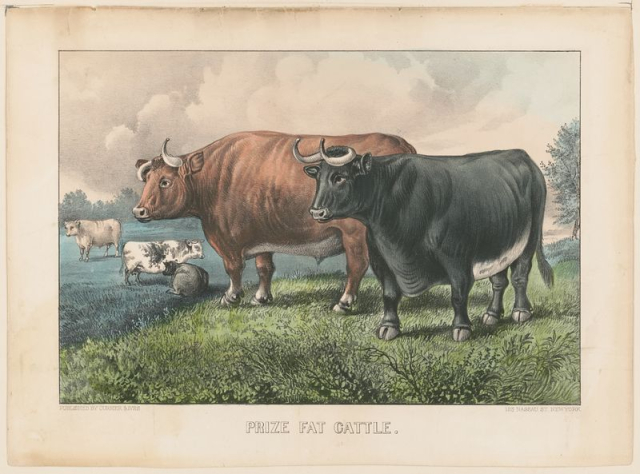 Prize fat cattle between 1856 | Free Photo - rawpixel