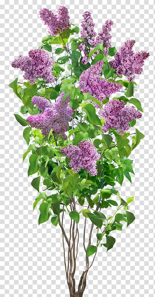 Purple petaled flower, Flower Lilac, Lilac transparent background PNG clipart