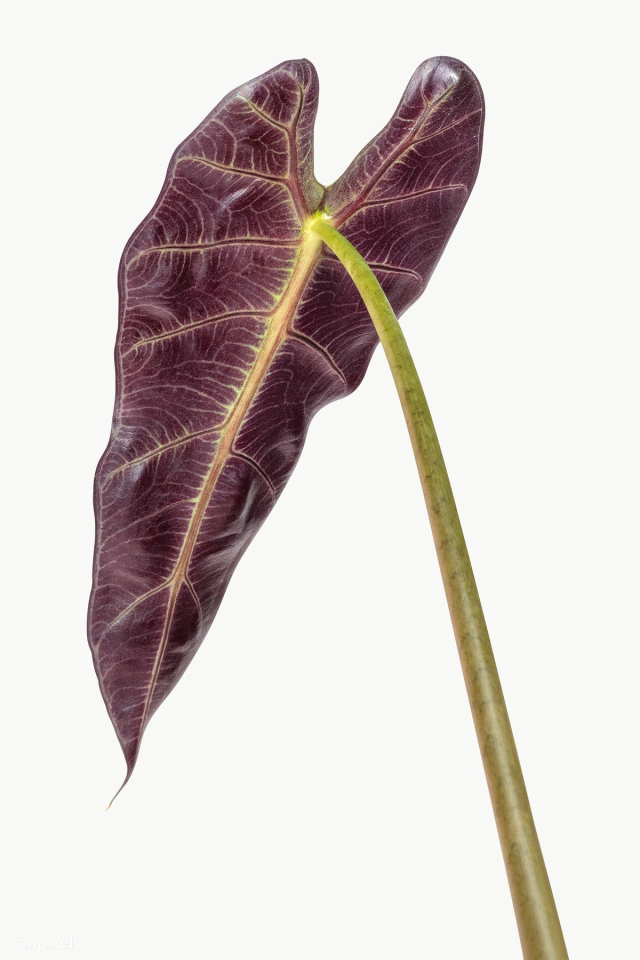 Purple underneath of Amazonian Elephant Ear leaf design element | Free transparent png - 2340187