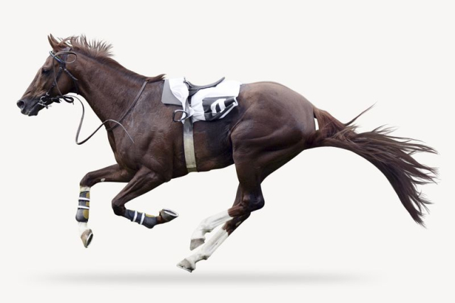 Race horse sticker, animal isolated | Free PSD - rawpixel