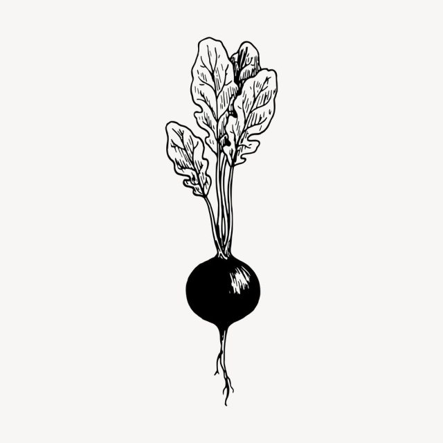 Radish clipart, vintage vegetable illustration | Free Vector - rawpixel