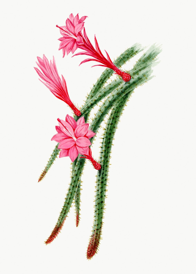 Rattail cactus drawing, aesthetic vintage | Free Photo Illustration - rawpixel