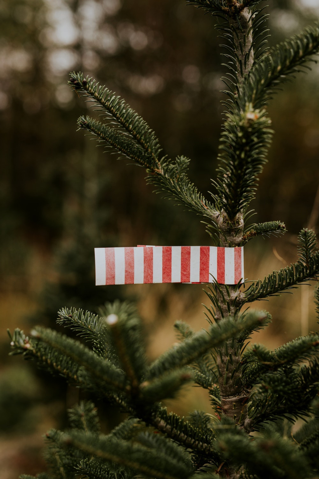Red and white tag on a Christmas | Free Photo - rawpixel
